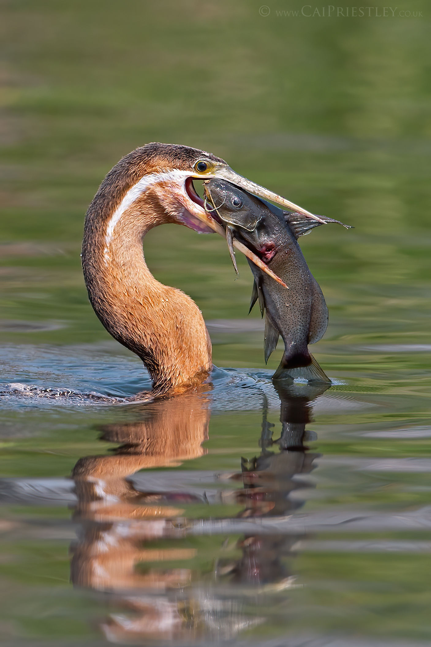 African Darter With Fish
