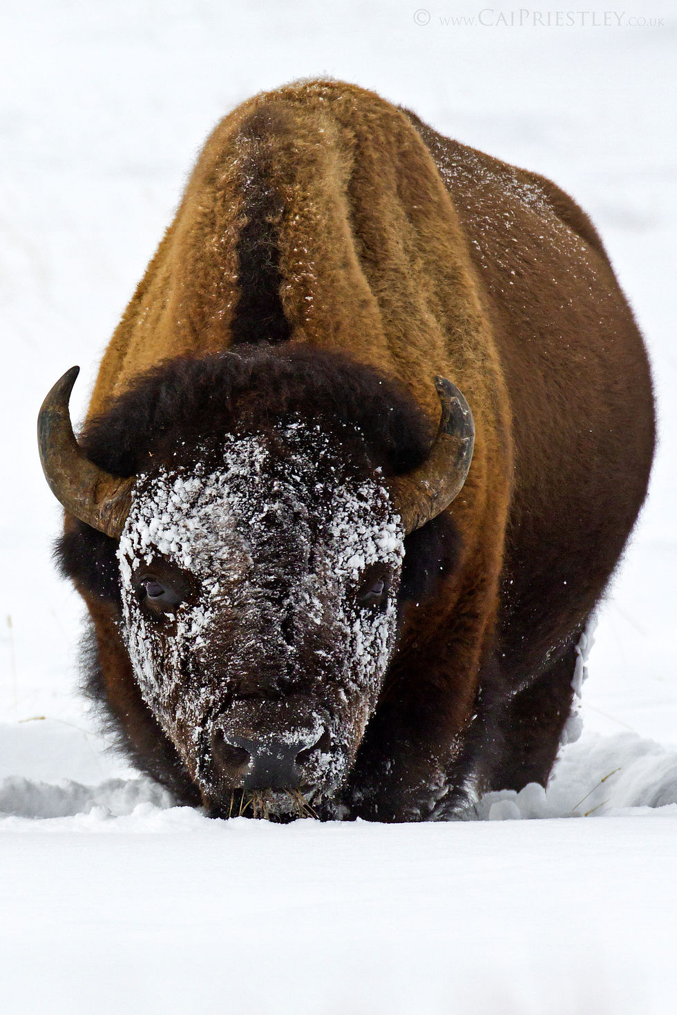 Snowy Bison