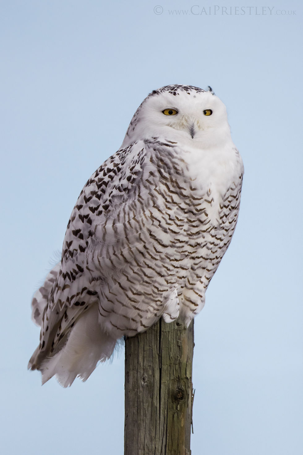Snowy Owl 2