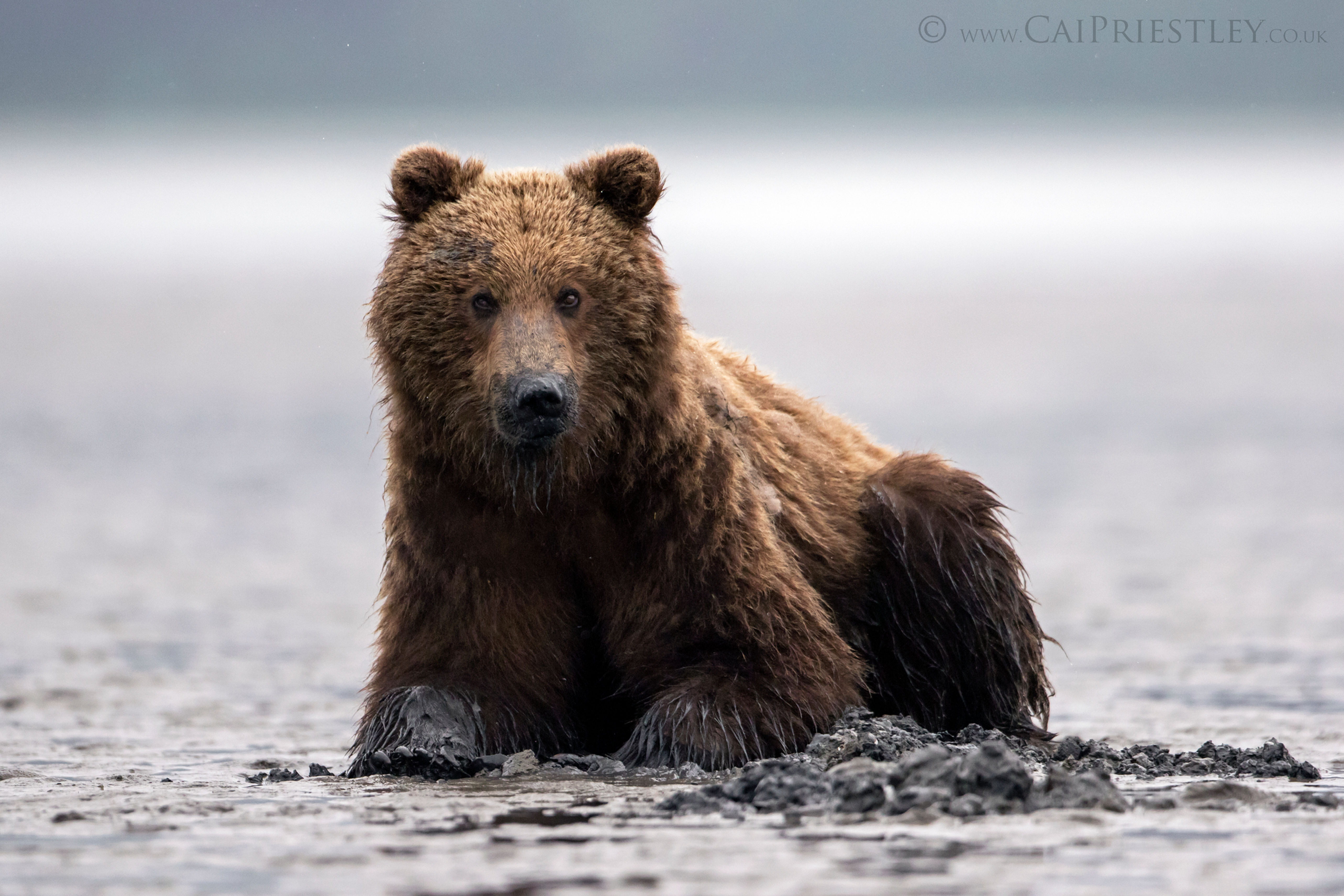 Muddy Grizzly Bear
