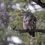 Thumbnail: Barred Owl Sleeping