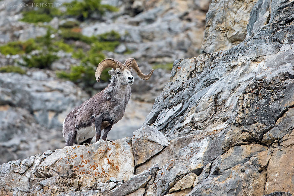 Stone Sheep Ram