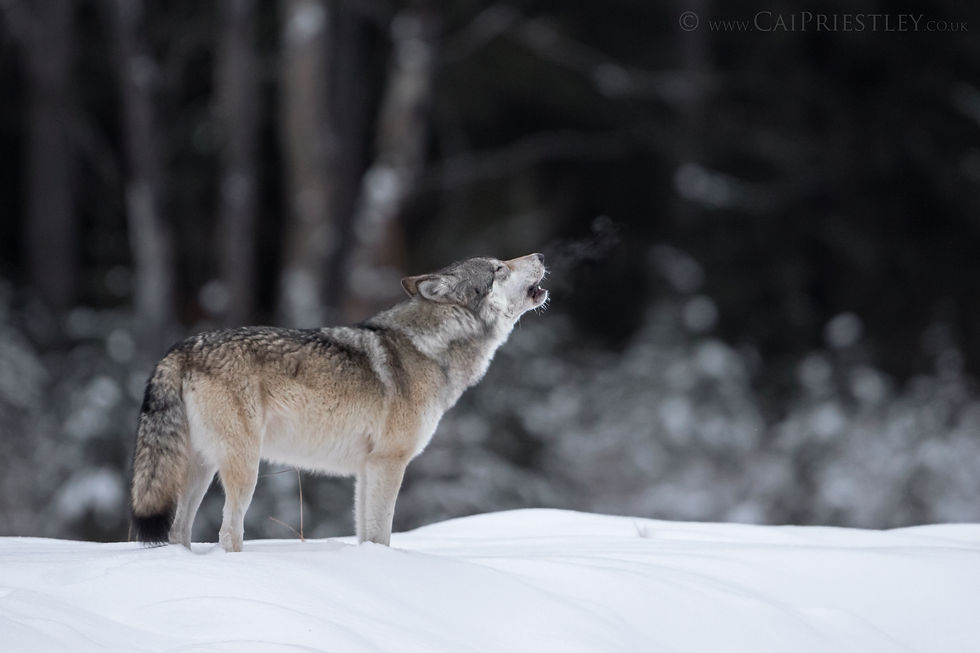 Grey Wolf Howling