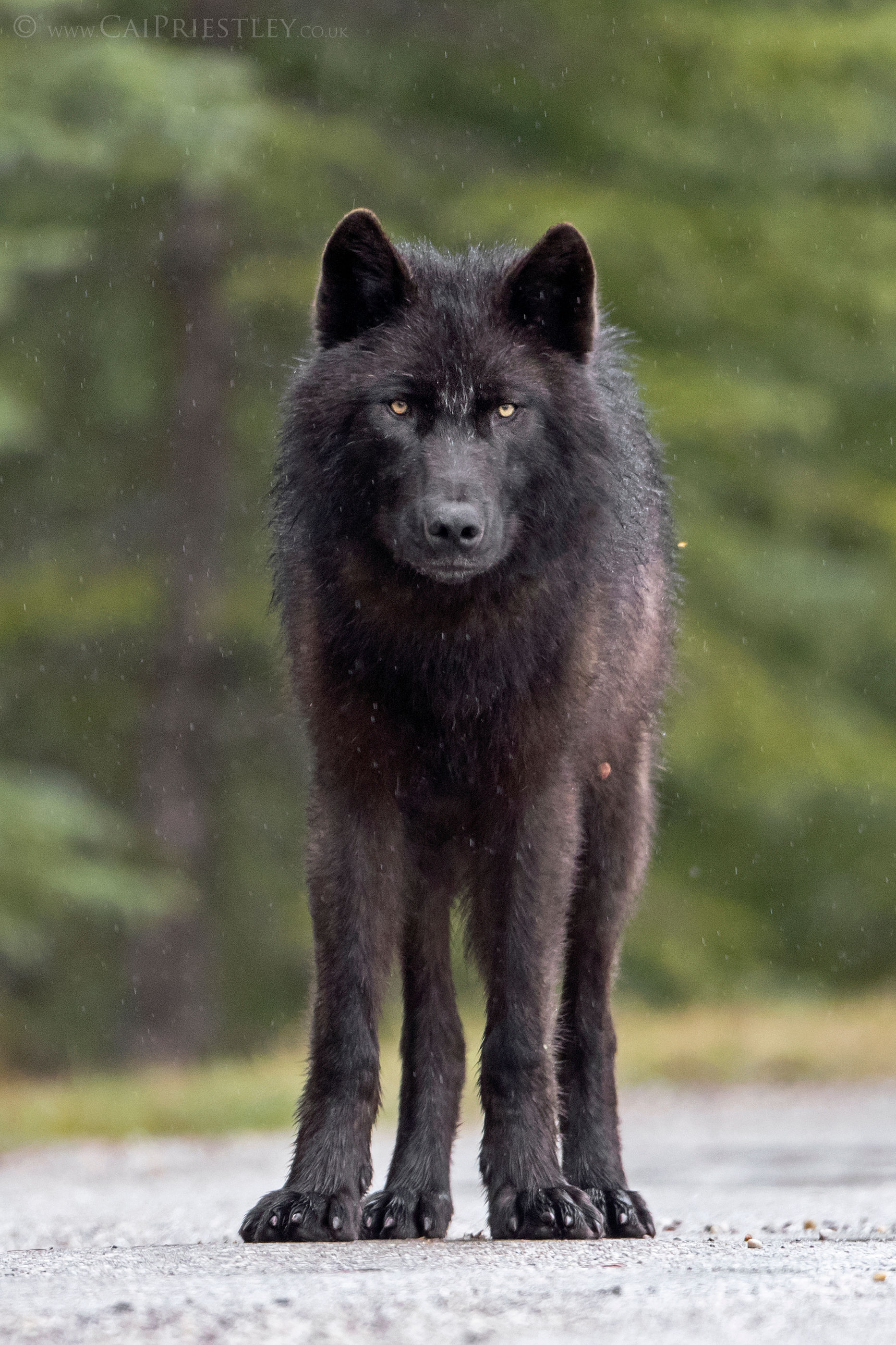 Black Wolf Rain 2