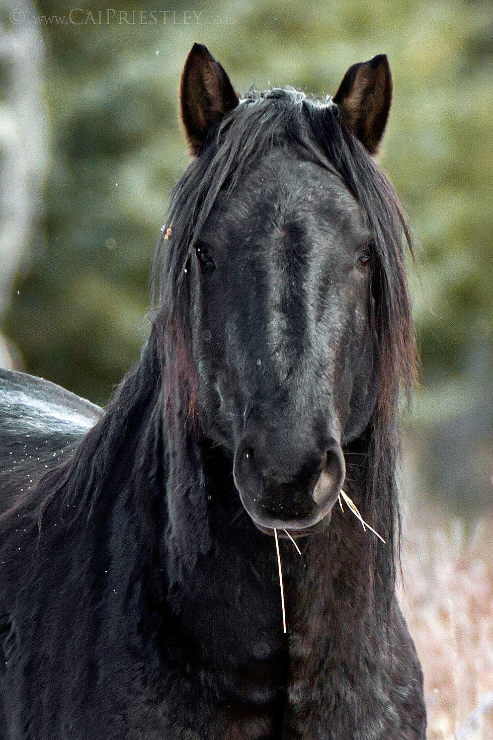 Wild Black Stallion 2