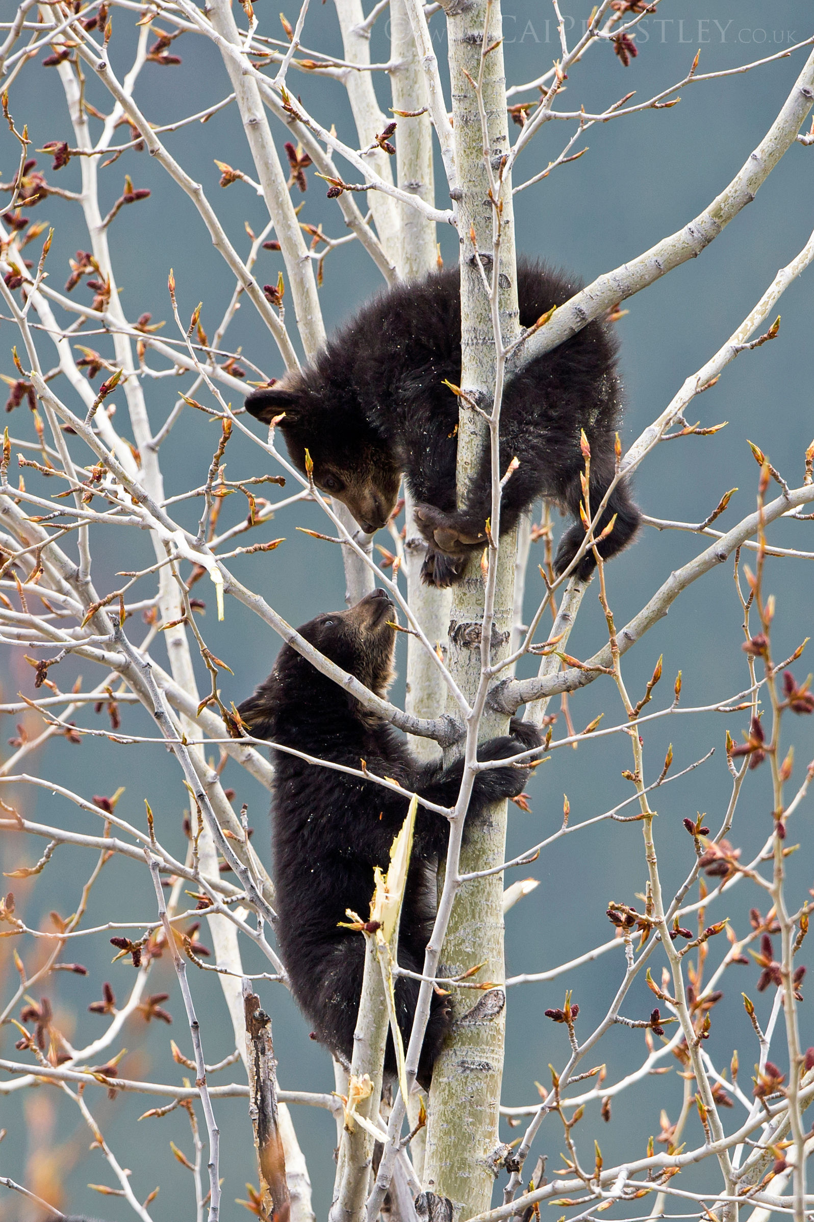 Black Bear Cubs 2