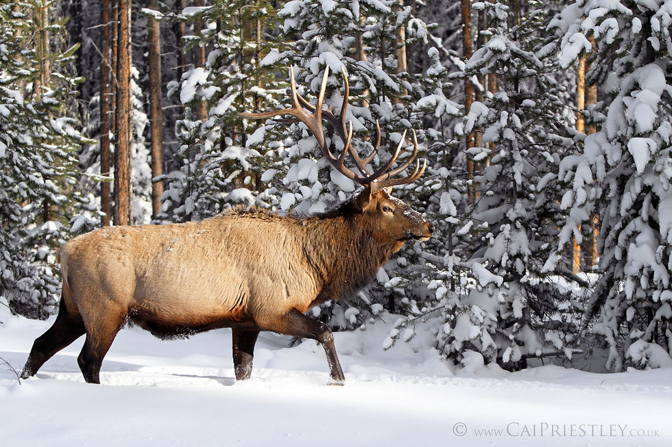 Bull Elk Winter 3