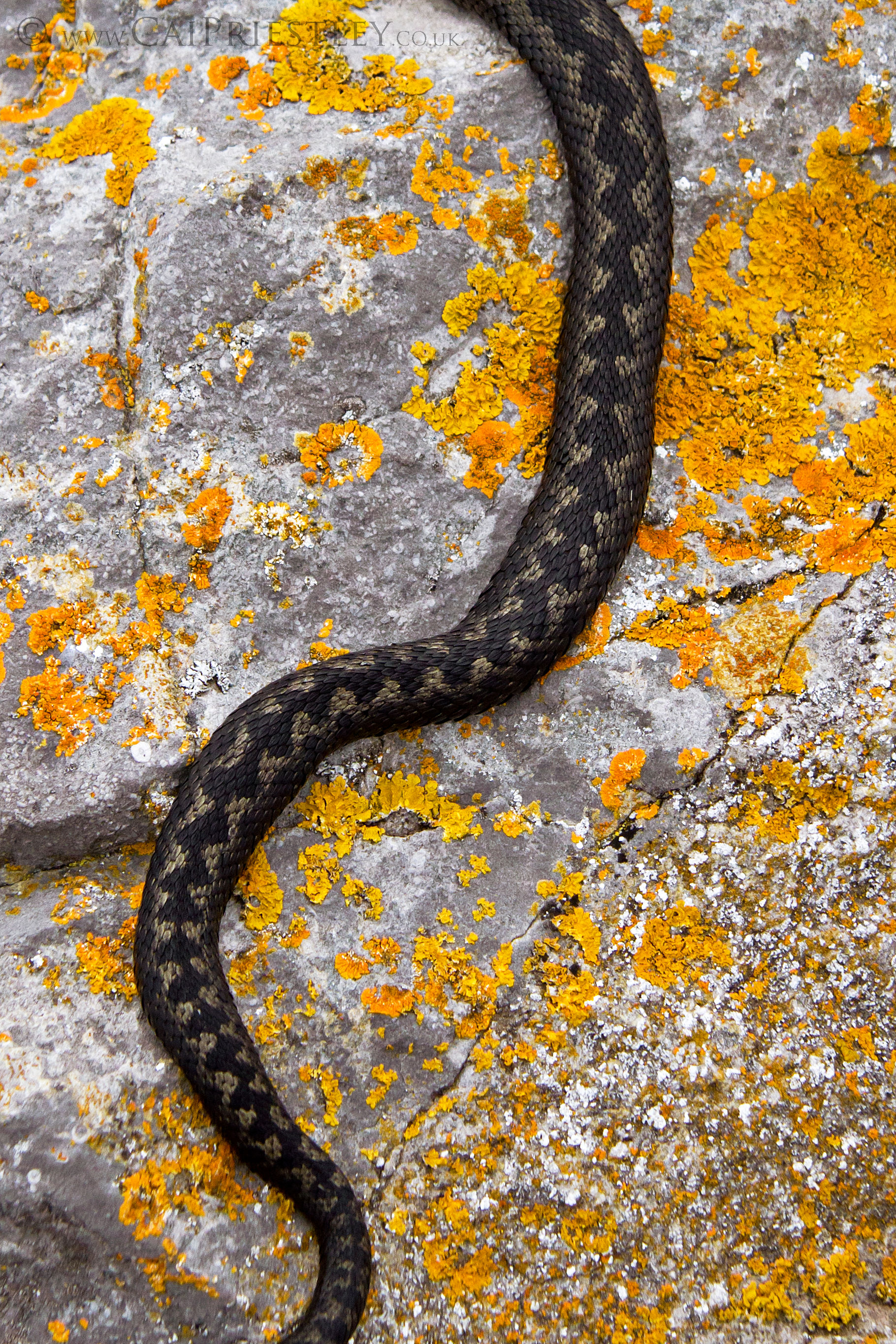 European Adder