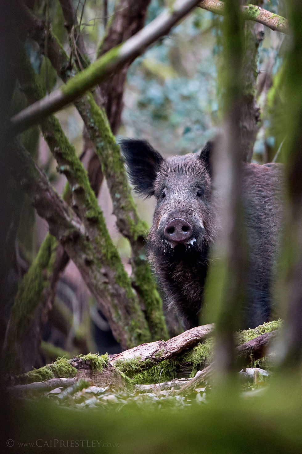 Wild Boar 2