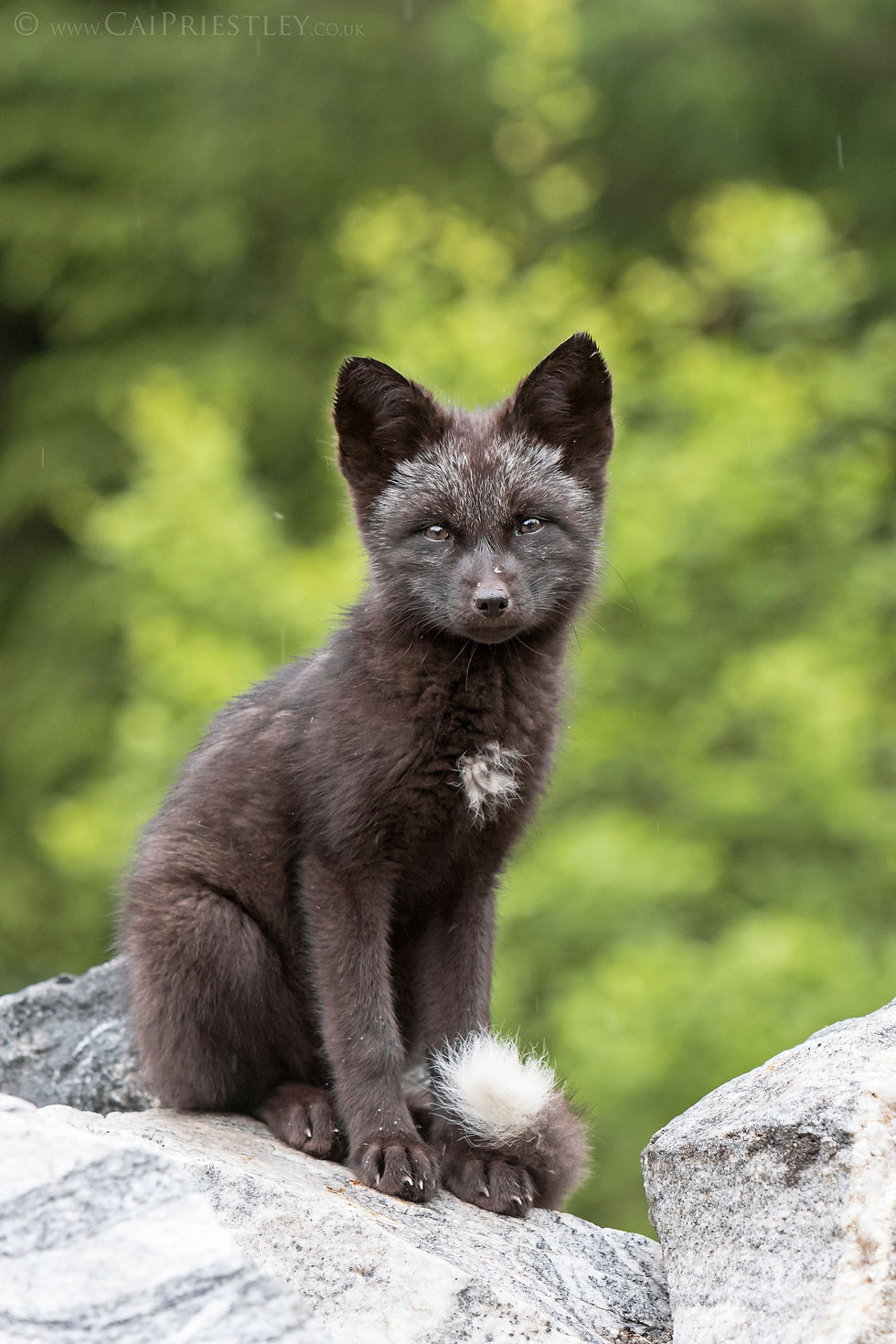Black Fox Kit Sitting
