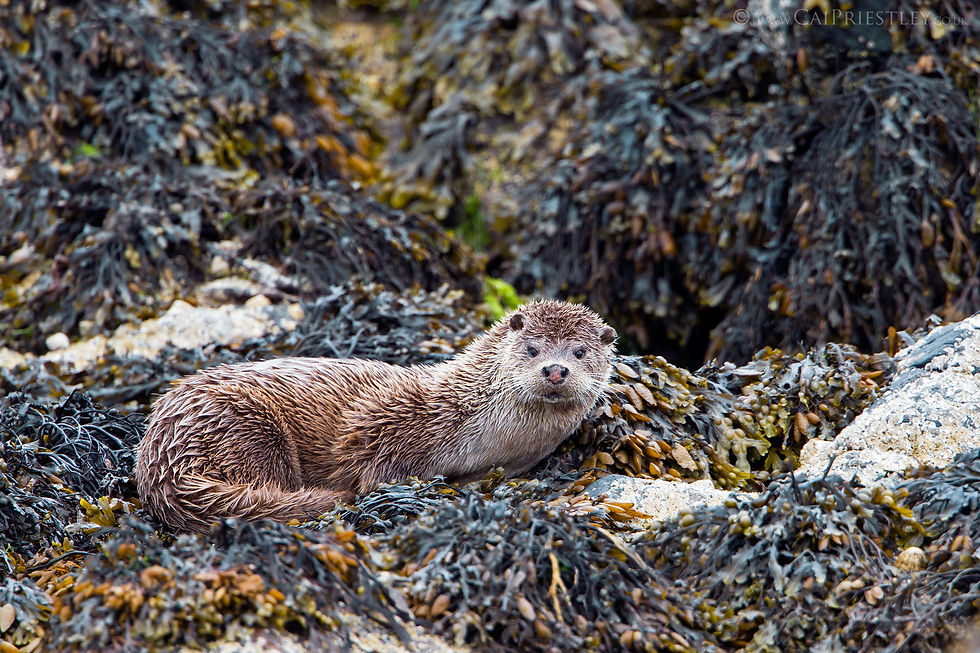 River Otter 6