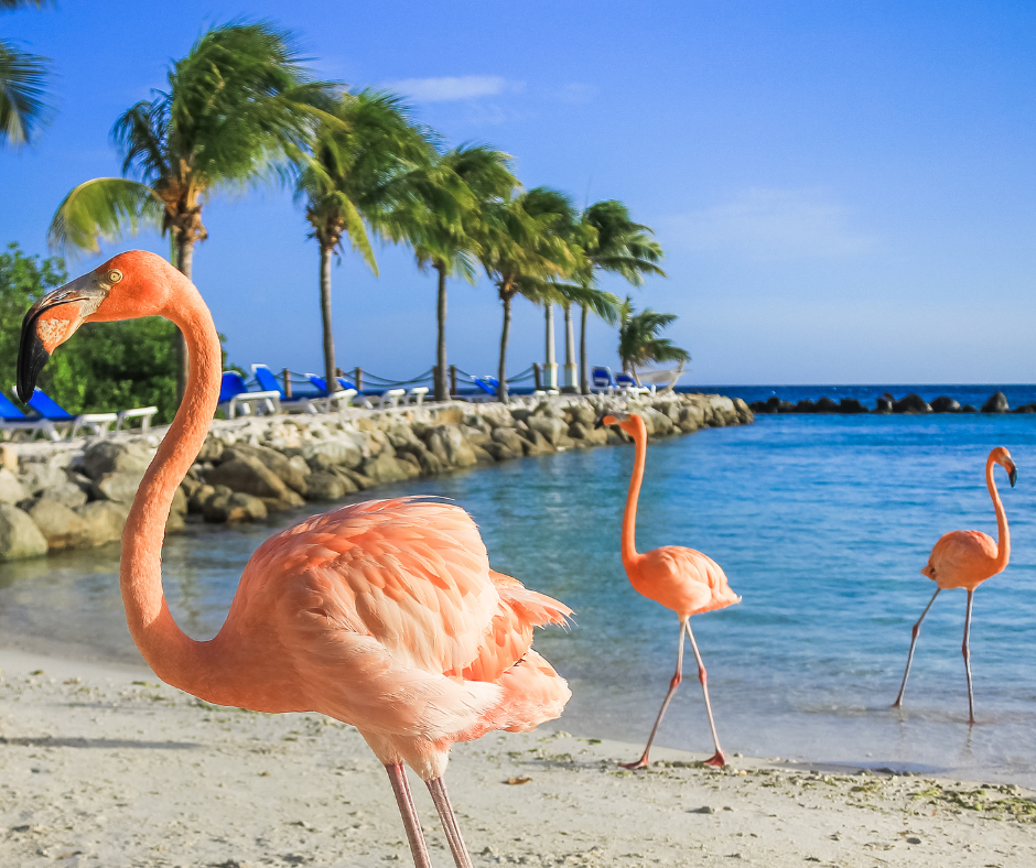 Four Adventures in Aruba