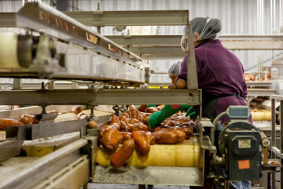 Trabajadores procesando batatas en una línea de producción de alimentos