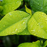 Humidity, Moisture, and Dew Point