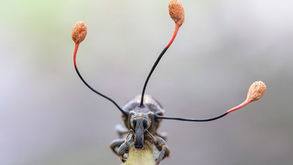 Terror na vida real – Os Zumbis da Natureza