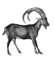 Small sticker of a goats head.