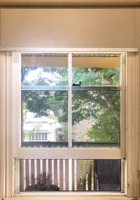 Jasmine Window.jpg