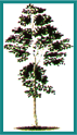 nationalTree.gif