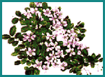flower.gif