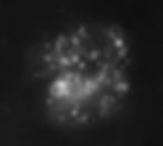 LMC mosaic flat copy.jpg