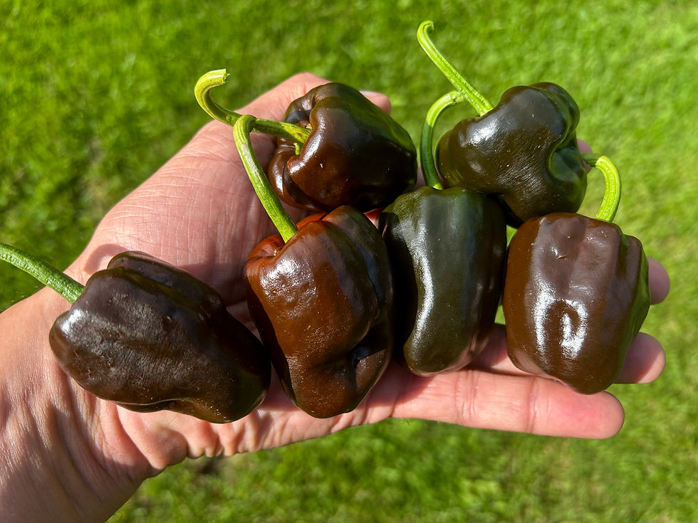 Miniature : Chilhuacle Negro