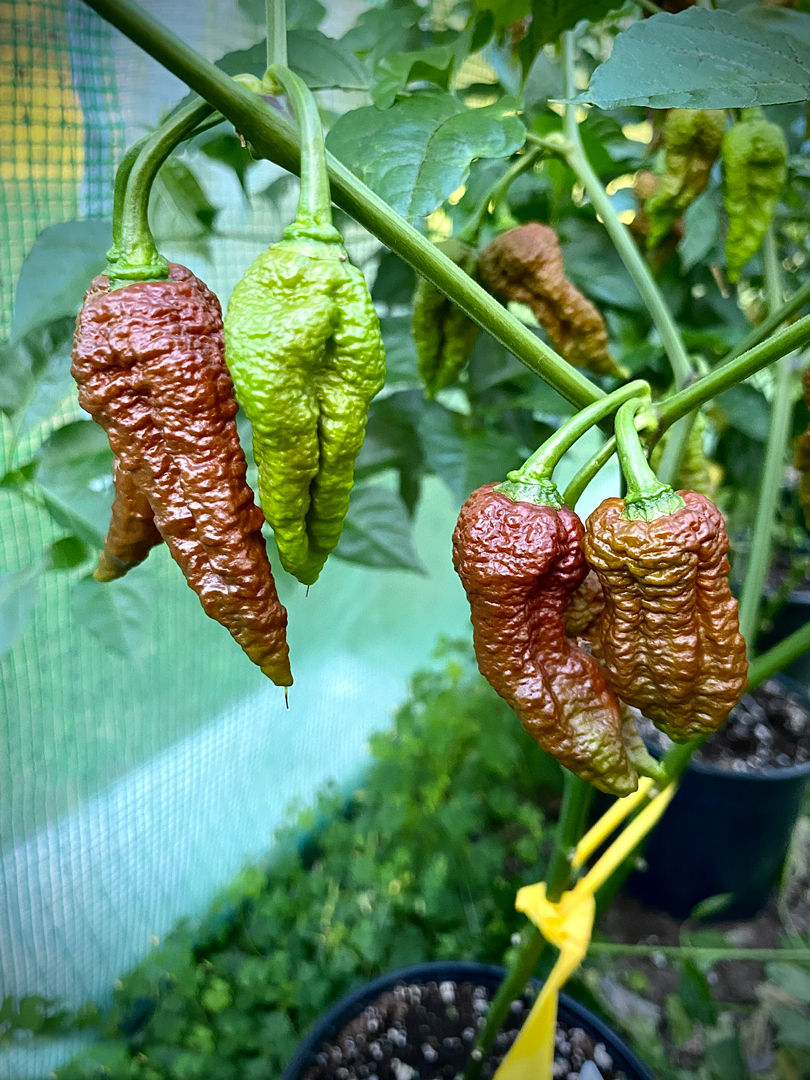 Miniature : Chocolate Bhutlah