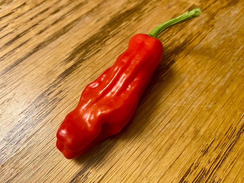 Miniature : Pepperoncini Golden Greek