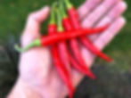 Miniature : Long Red Cayenne
