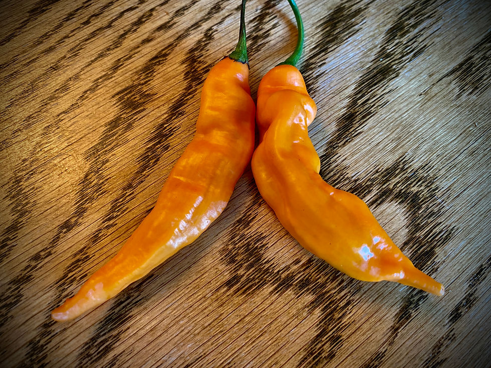 Miniature : Aji Colorado Orange