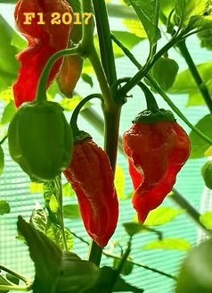 Miniature : Orka Red F7 ® SKOD Peppers