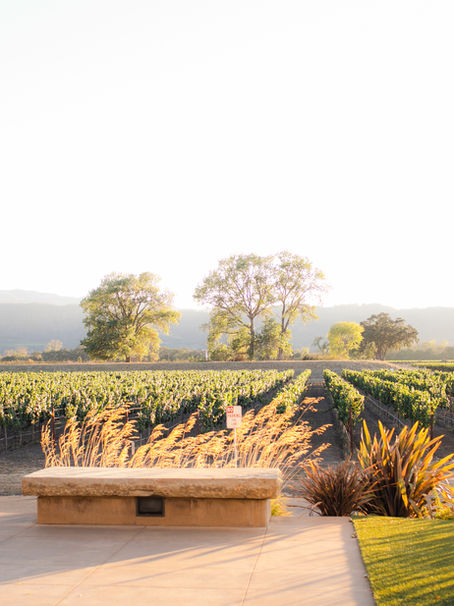 Vineyard scene in Sonoma, California.