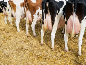 Mastitis wirksam vorbeugen – Zellzahlen dauerhaft im Griff