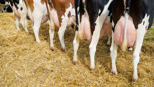 Mastitis wirksam vorbeugen – Zellzahlen dauerhaft im Griff