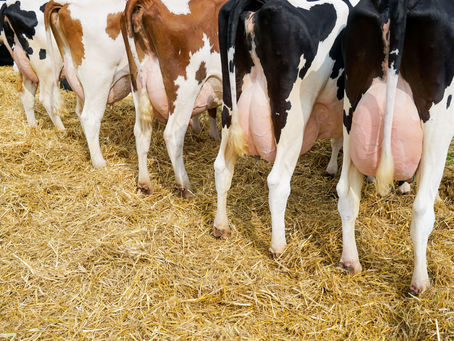 Mastitis wirksam vorbeugen – Zellzahlen dauerhaft im Griff