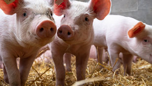 Corona-Hilfen: Jeder dritte Schweinehalter muss Corona-Geld zurückzahlen