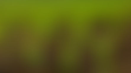 Mais: Trockenstress vorbeugen – Erträge maximieren