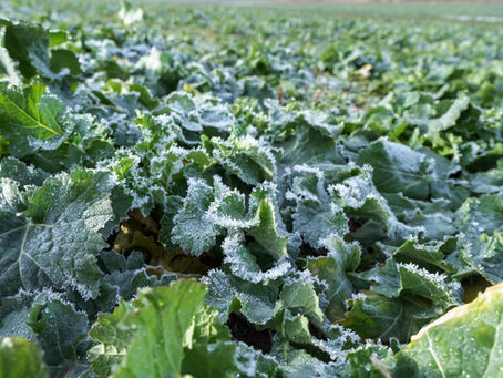 Resistente Gräserbekämpfung im Winterraps