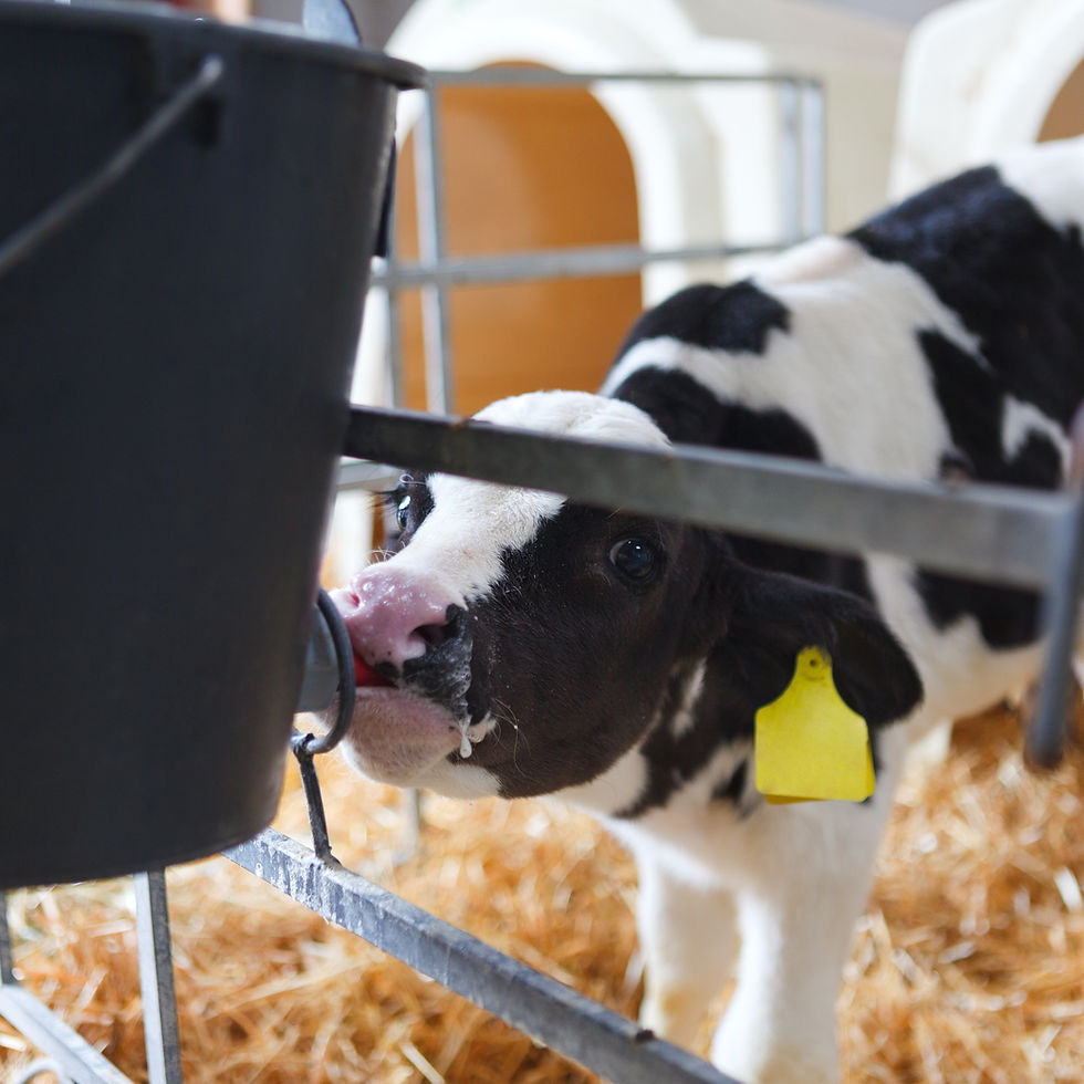 Milchaustauscher: Moderne Alternative zur Vollmilch
