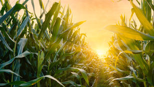 Saatmais jetzt noch bestellen