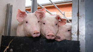 Schweine Spezial Workshop