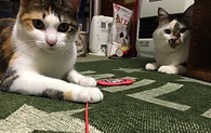 ねこ.jpg