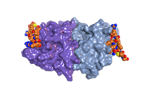 Protein 1.png