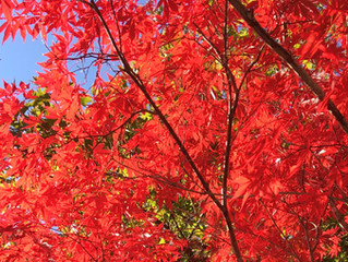 Autumn's Gift