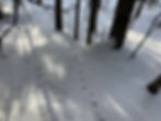 Mahoosuc Winter Wildlife Tracking Club