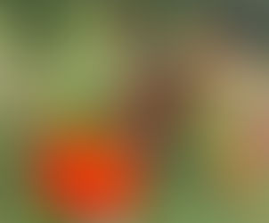 The Festival and the Monarch