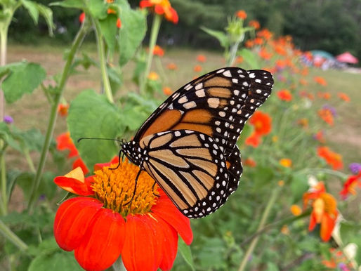 The Festival and the Monarch