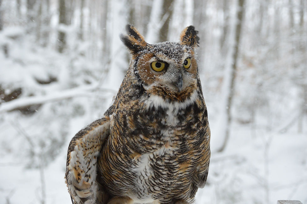 Owls: Silent Hunters of the Night