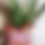 Thumbnail: Lisu Planter