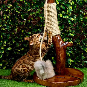 A Bengal cat plays with a hanging toy on a handmade cat scratcher with a wooden base and a sisal rope post.