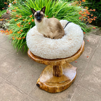 Cat sitting on a luxury  oak cat bed